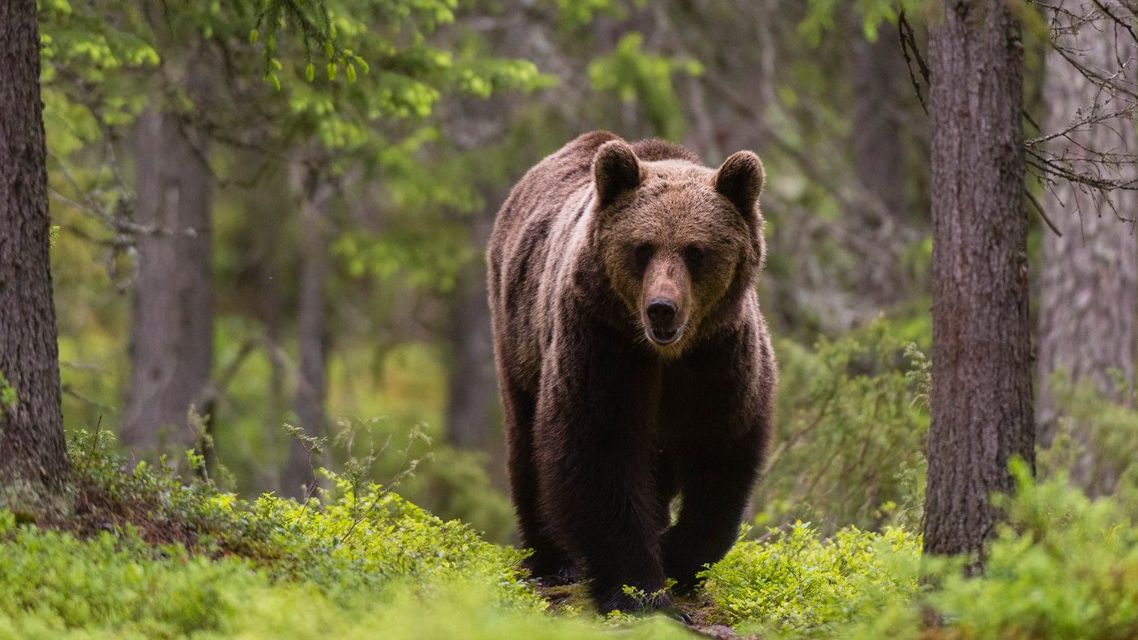 Příbuzní běžce rozsápaného medvědem žalují italský stát